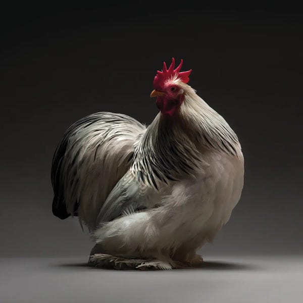 CHICken: Columbian Cochin Bantam by CHICken