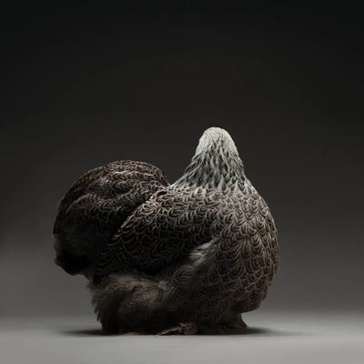 Cochin Bantam by CHICken art print