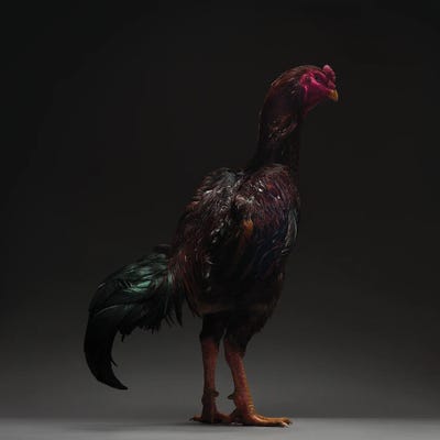 Ko Shamo by CHICken art print