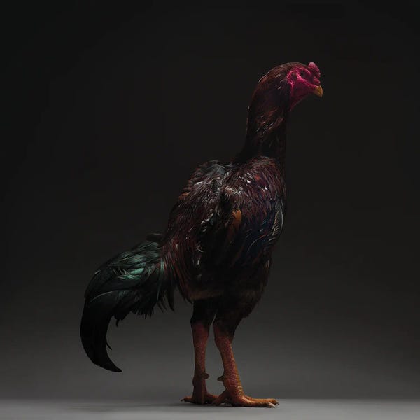 CHICken: Ko Shamo by CHICken