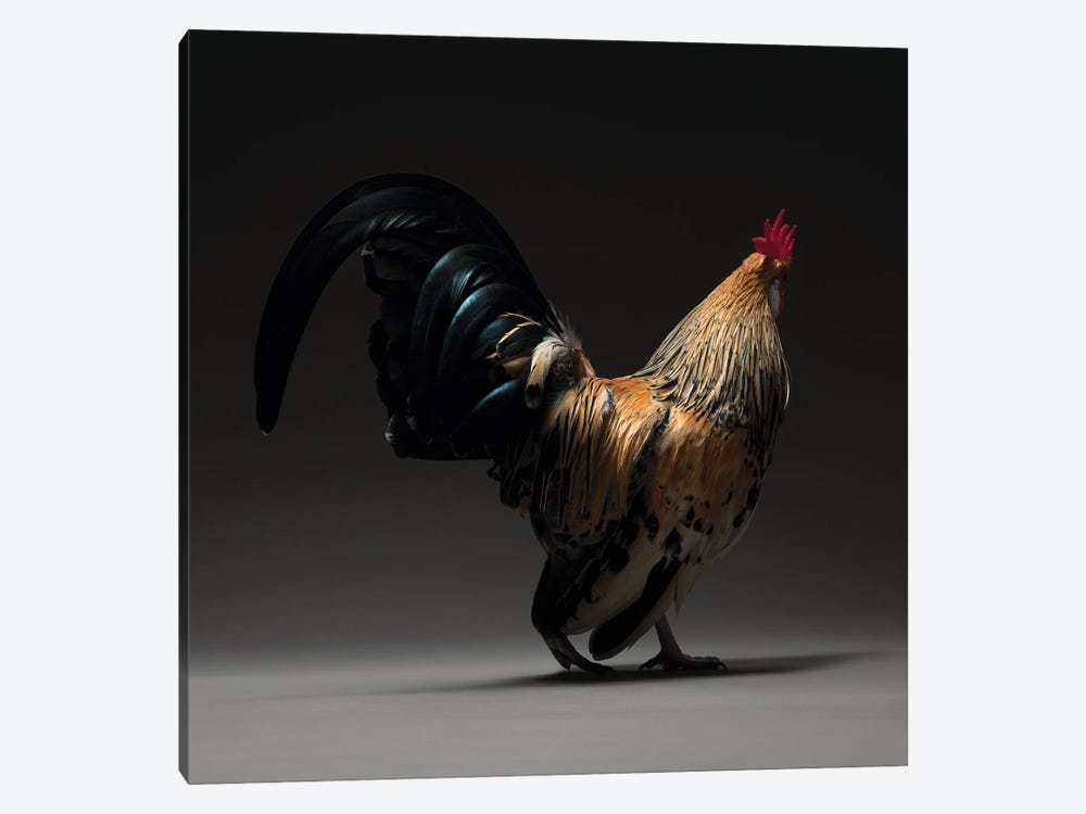 Booted Bantam by CHICken 1-piece Canvas Wall Art