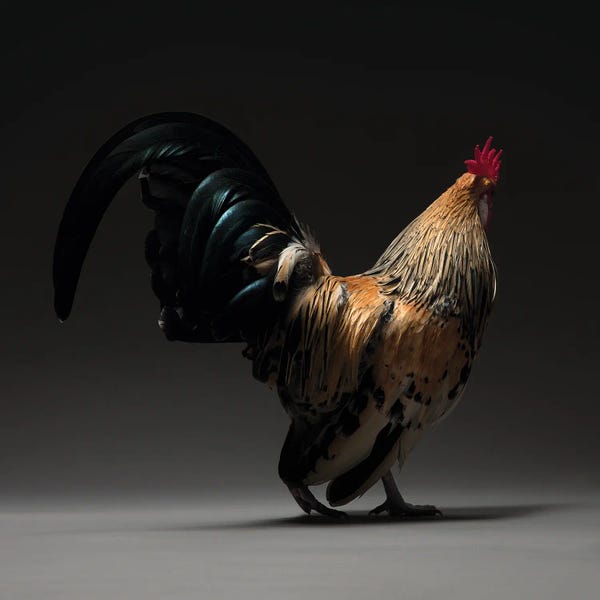 CHICken: Booted Bantam by CHICken