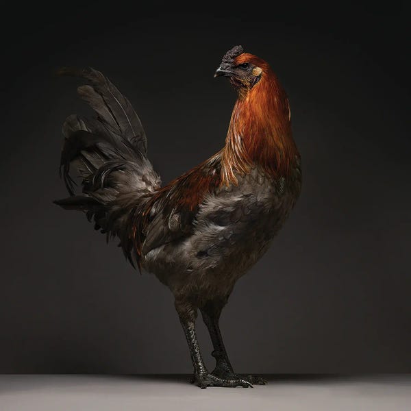 CHICken: Liege Fighter by CHICken