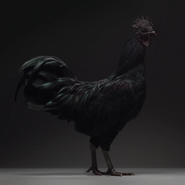 Ayam Cemani