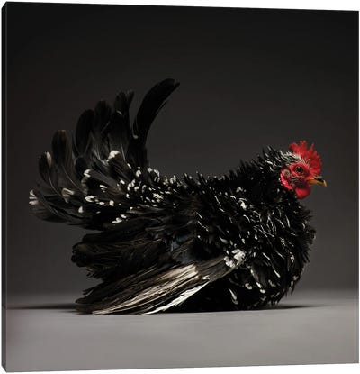 Japanese Bantam Canvas Art Print - Chicken & Rooster Art