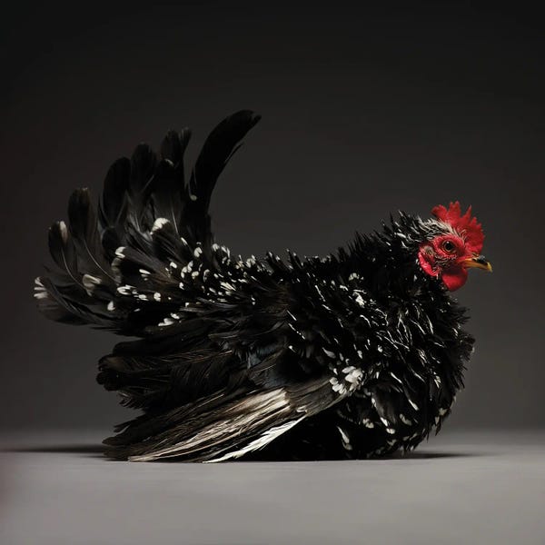 CHICken: Japanese Bantam by CHICken