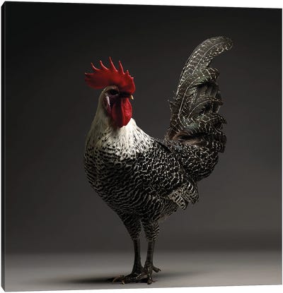 Campine Canvas Art Print - Chicken & Rooster Art