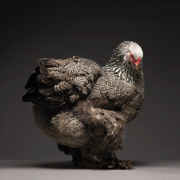 CHICken: Brahma by CHICken