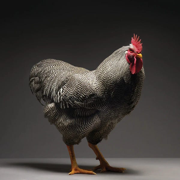 CHICken: Plymouth Rock by CHICken
