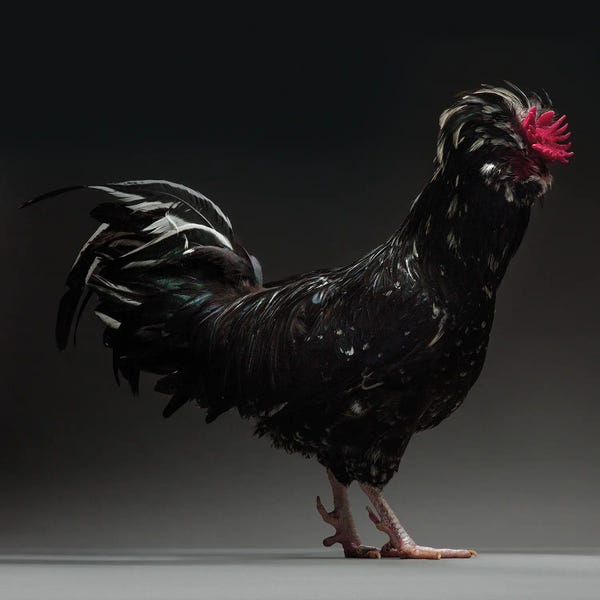 CHICken: Houdan by CHICken