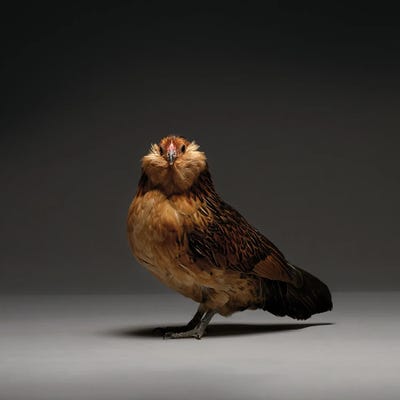 Barbu D'Anvers by CHICken art print