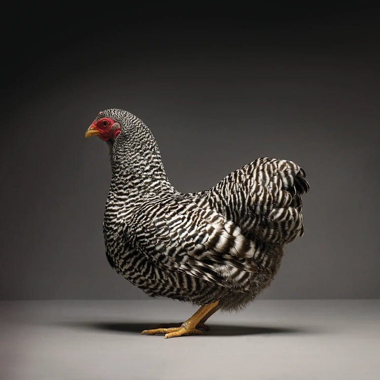 Wyandotte II by CHICken wall art