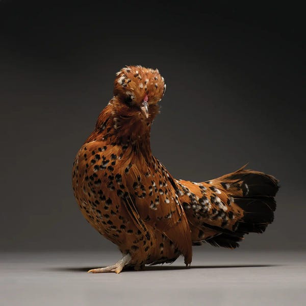 CHICken: Barbu De Watermeal by CHICken