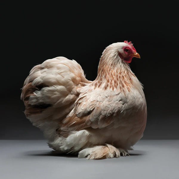 CHICken: Cochin Bantam by CHICken