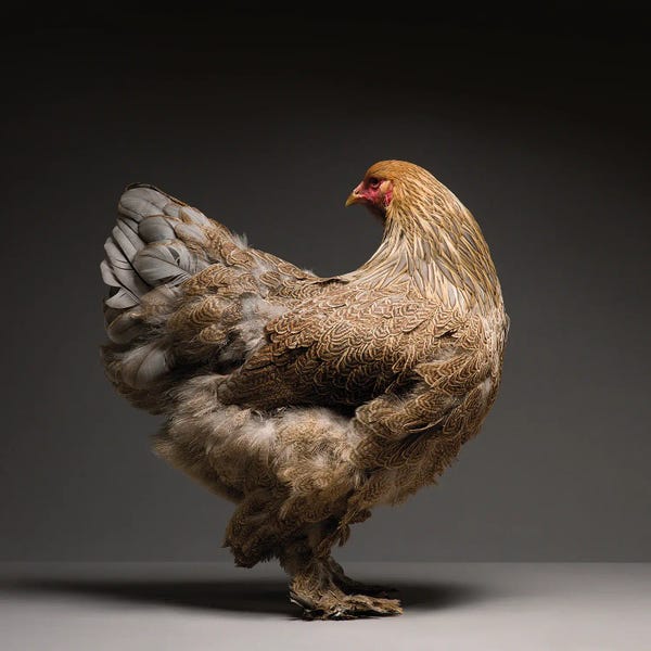 CHICken: Brahma by CHICken