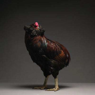 Araucana I by CHICken art print