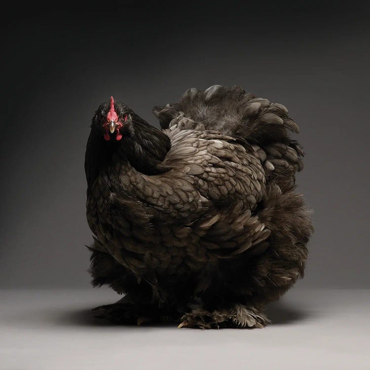 Cochin by CHICken wall art