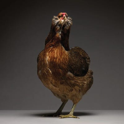 Araucana II by CHICken art print