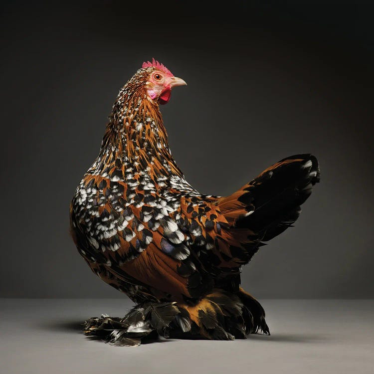 Mille Fleur Booted Bantam