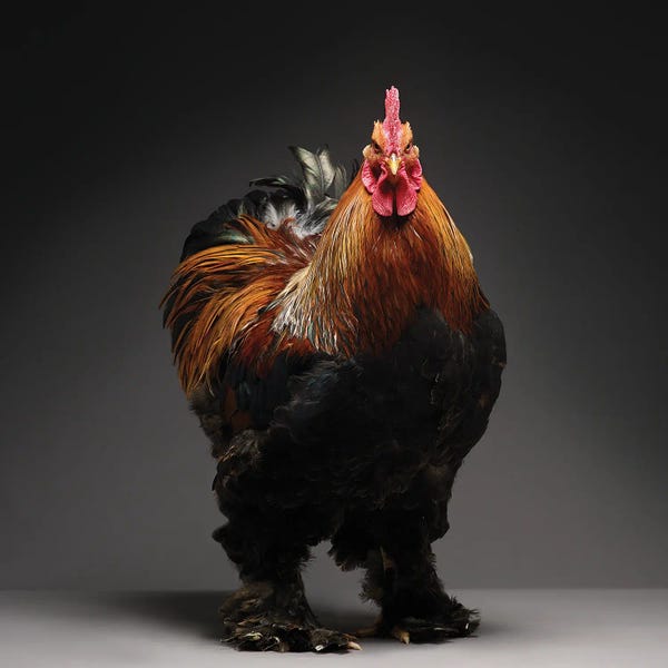 CHICken: Cochin by CHICken