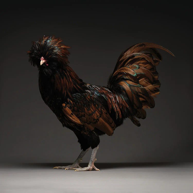 Gold Laced Polish by CHICken wall art