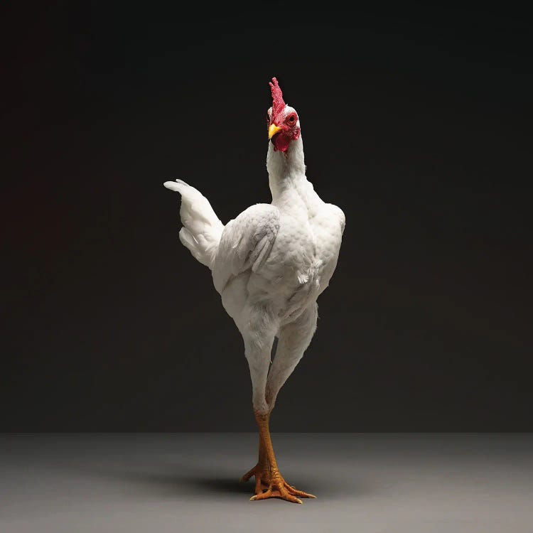Modern English Game Fowl by CHICken wall art