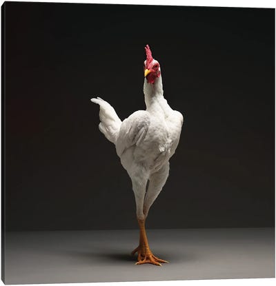 Modern English Game Fowl Canvas Art Print - Chicken & Rooster Art