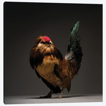 Lavender Brahma Roosters in Crumlin on Freeads Classifieds
