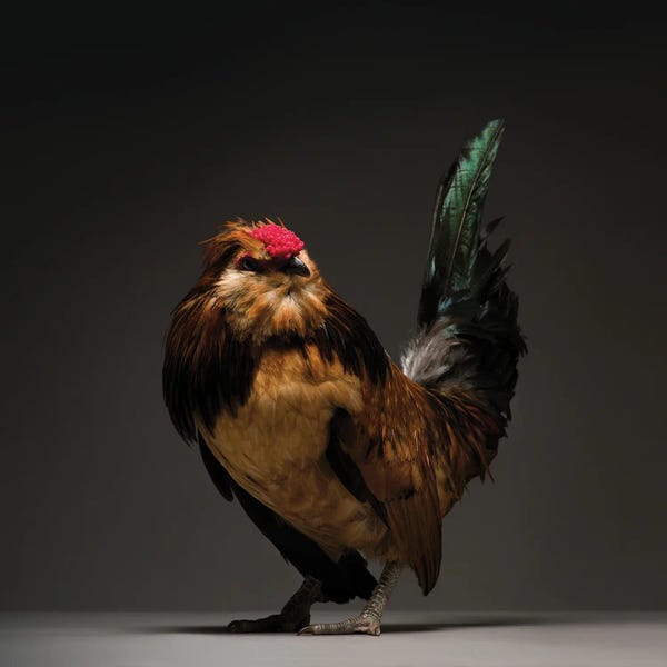 CHICken: Barbu De Watermael I by CHICken
