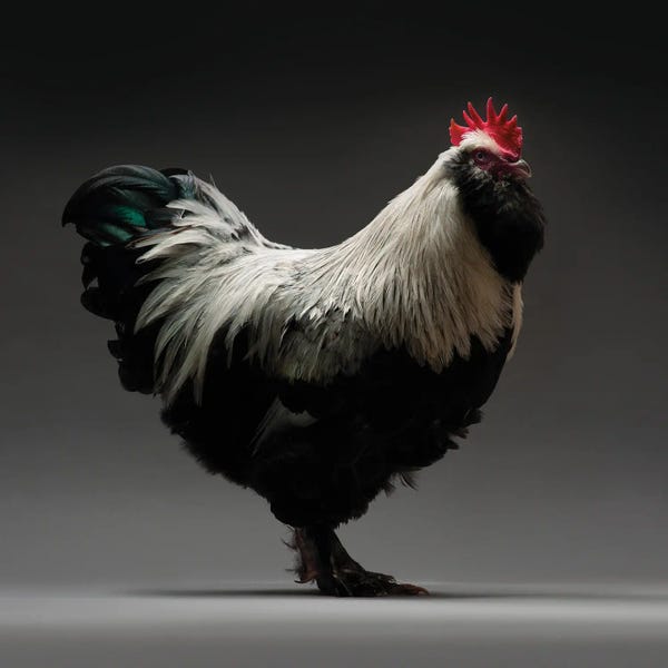 CHICken: Faverolles by CHICken