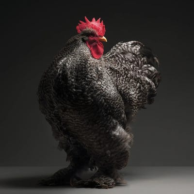 Cochin by CHICken art print