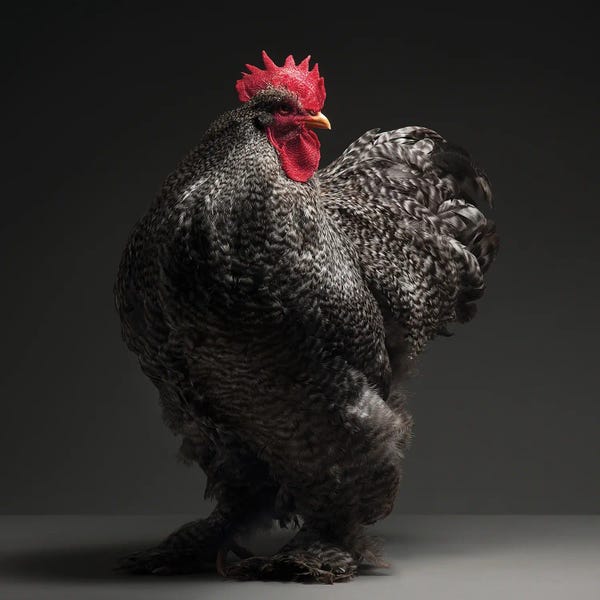 CHICken: Cochin by CHICken