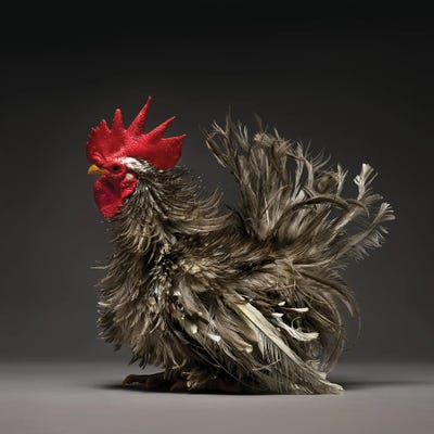 Frizzle Chabo by CHICken canvas print