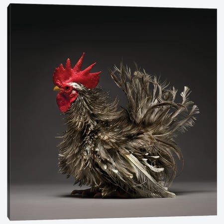 Lavender Brahma Roosters in Crumlin on Freeads Classifieds - brahmas  classifieds