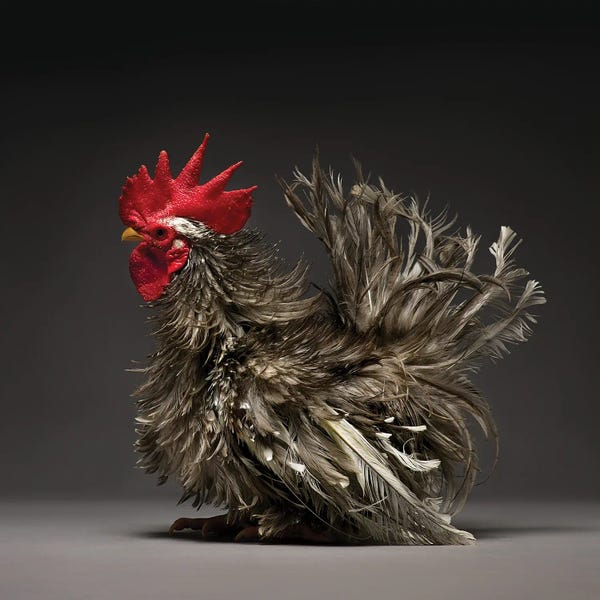 CHICken: Frizzle Chabo by CHICken