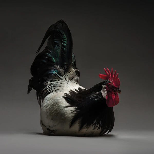 CHICken: Lakenfeld by CHICken