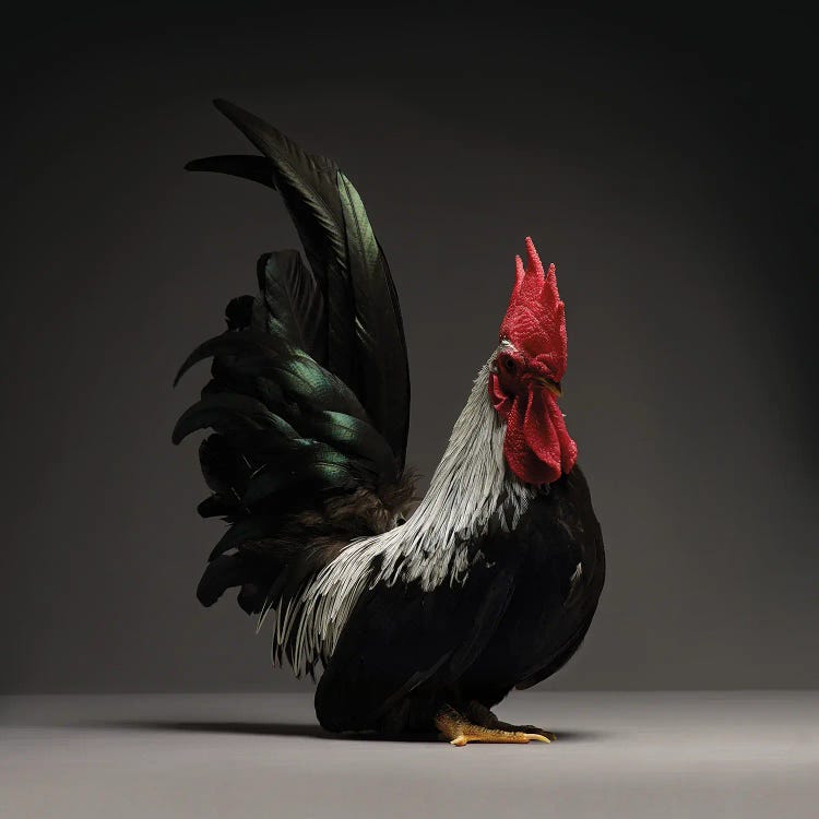 Chabo by CHICken wall art