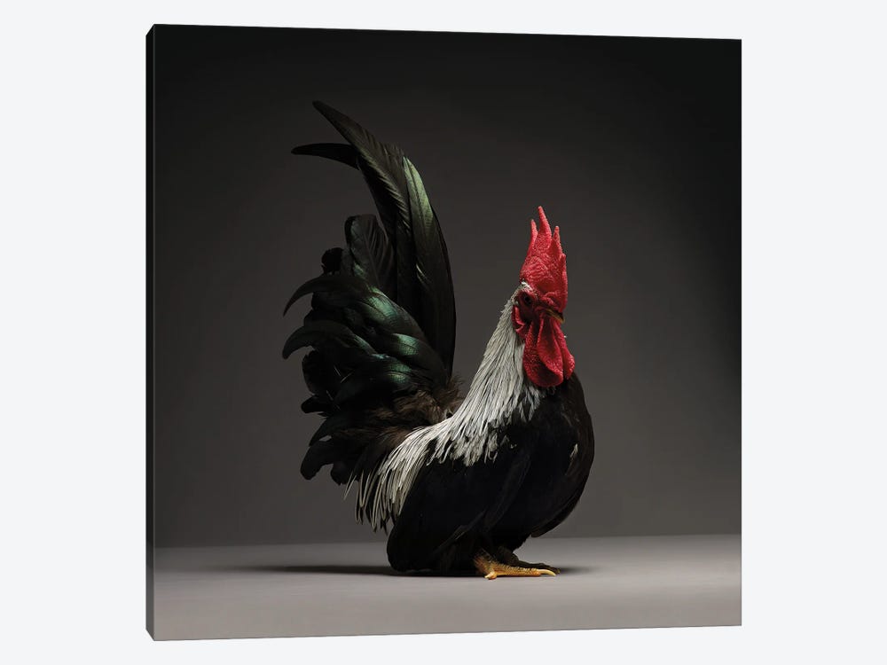 Chabo by CHICken 1-piece Canvas Print