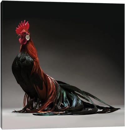 Phoenix Canvas Art Print - Chicken & Rooster Art