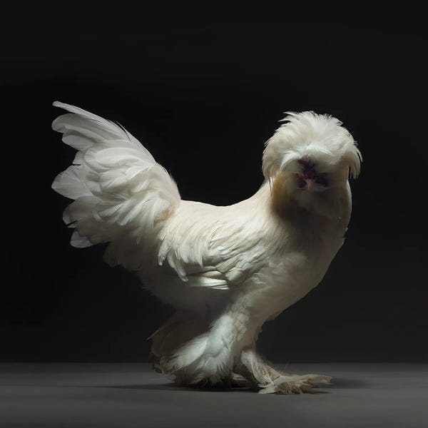 CHICken: Sultano by CHICken