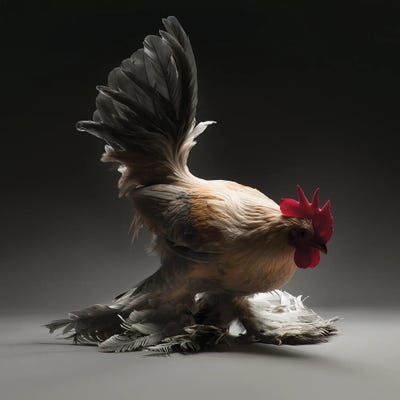 Booted Bantam by CHICken art print