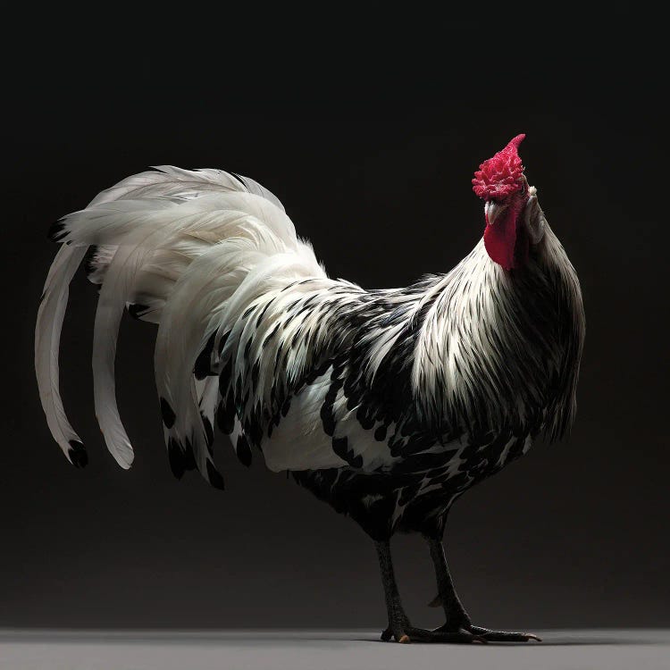 Hamburgh by CHICken wall art