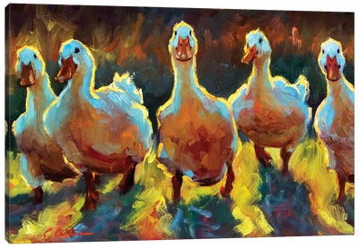 Duck Gangs Canvas Art Print - Golden Hour Animals
