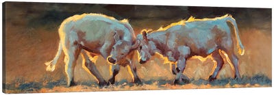 Cow Games Canvas Art Print - Cheri Christensen
