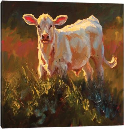 Calf Interrupted Canvas Art Print - Golden Hour Animals