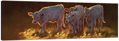 Homeward Bound Canvas Art Print - Cow Art