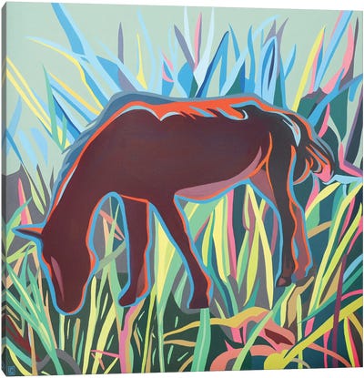 Horse Feeling Canvas Art Print - Christophe Carlier