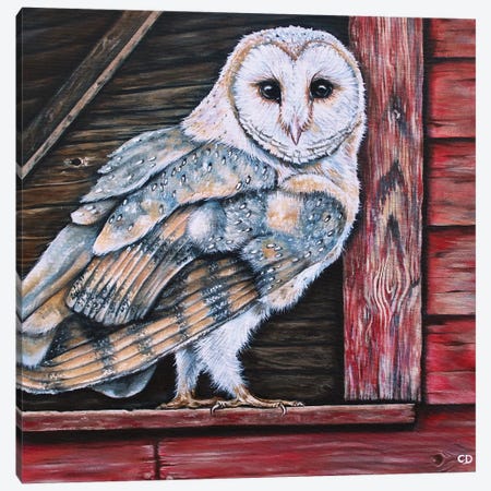 Barn Owl Canvas Print #CDO1} by Cyndi Dodes Canvas Artwork