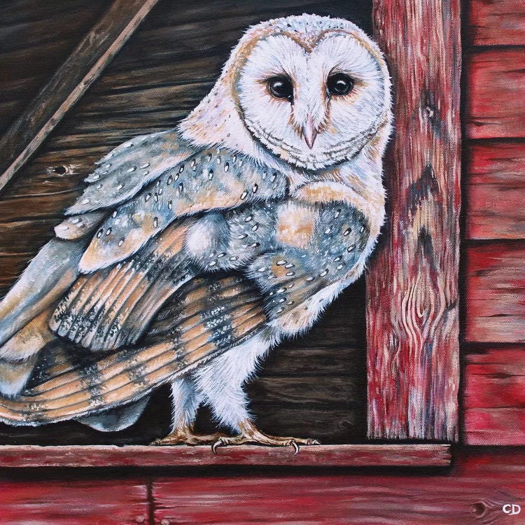 Barn Owl by Cyndi Dodes wall art