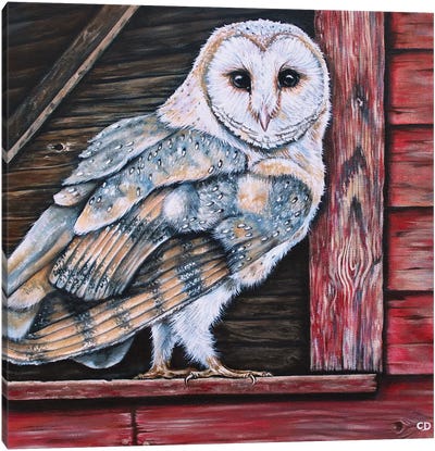 Barn Owl Canvas Art Print - Cyndi Dodes
